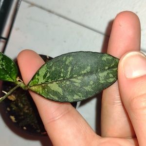 Hoya Crassipetiola Splash